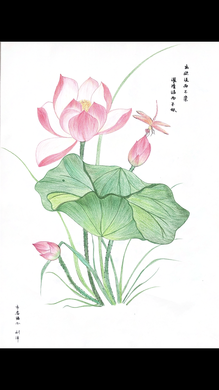 莲