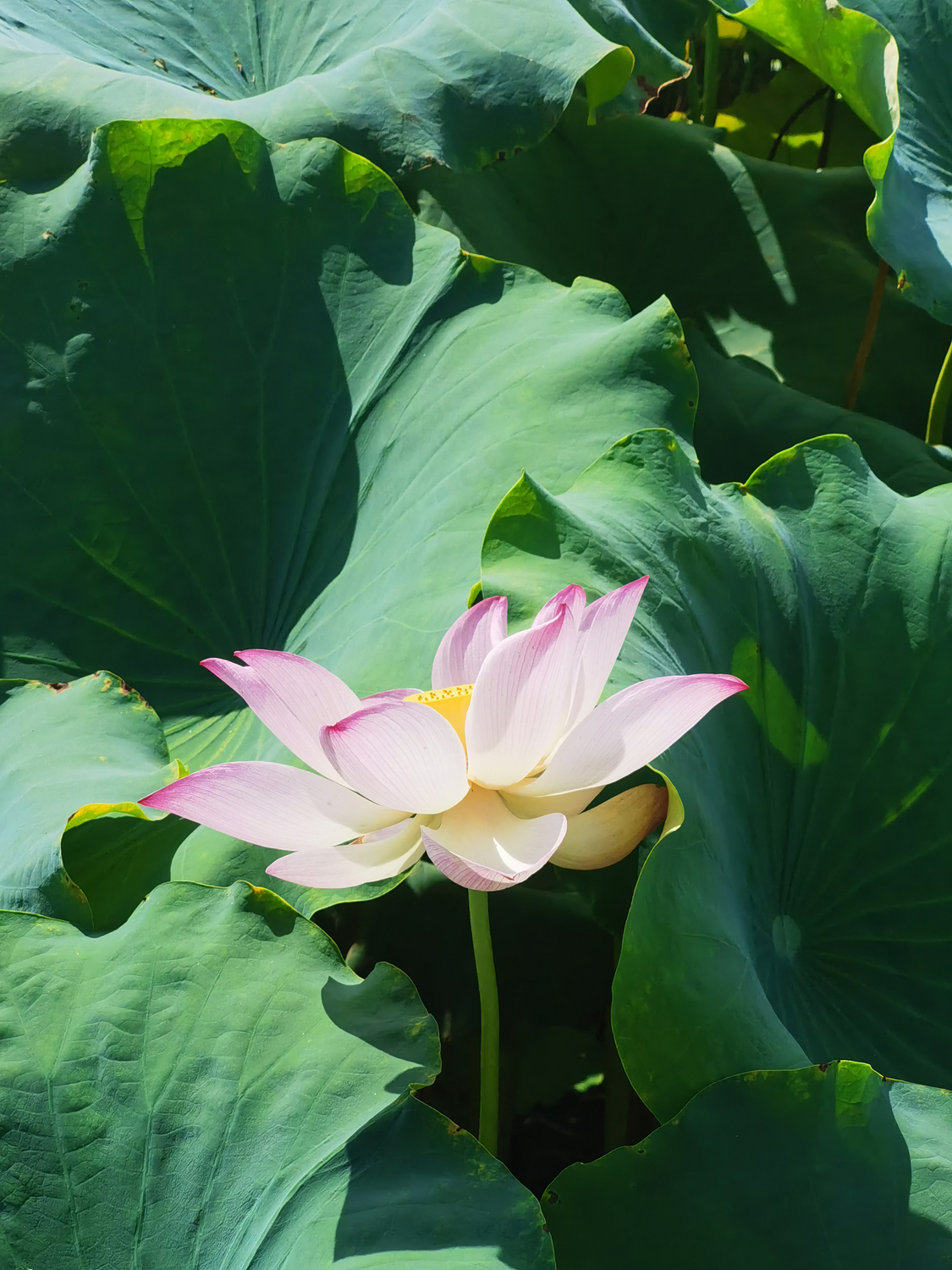 	 莲
