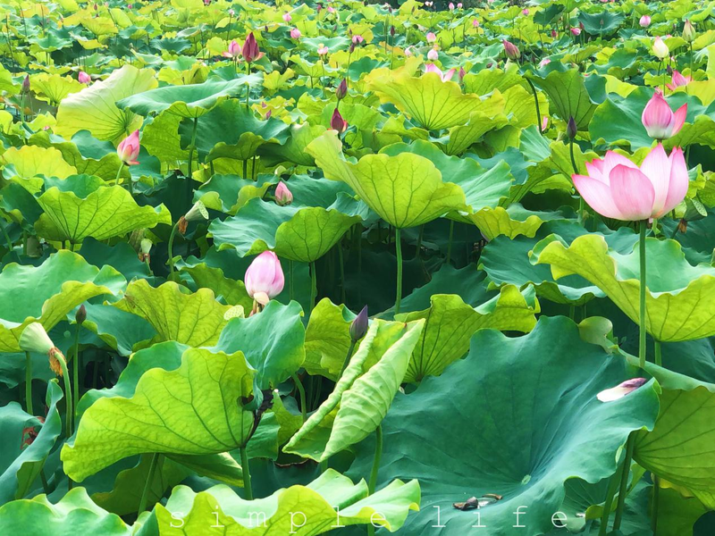 映日荷花